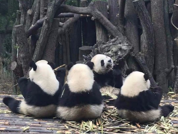 相遠(yuǎn)科技成都三日游-領(lǐng)略特色美食和文化風(fēng)情